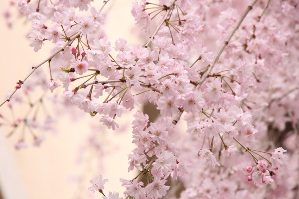 6564-15.4.15八重紅枝垂れ桜　下からアップ.jpg